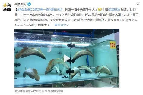 龍魚腹水與漲肚的區別，龍魚“腹水”與“漲肚”區別詳解 龍魚腹水與漲肚的區別，龍魚“腹水”與“漲肚”區別詳解 斯巴沃紅龍魚 第2張