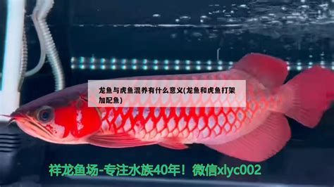 紅龍魚可以和什么魚混養(yǎng)？，紅龍魚混養(yǎng)指南詳解