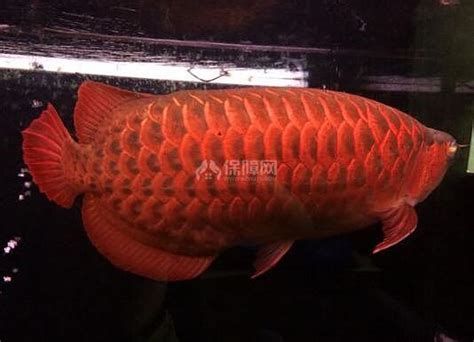 紅龍魚可以和什么魚混養(yǎng)？，紅龍魚混養(yǎng)指南詳解