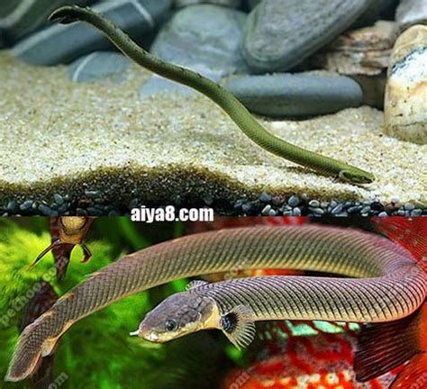 恐龍王魚，恐龍王魚（polypterusspp.polypteriformes）
