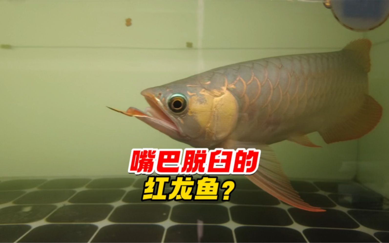 龍魚嘴部缺口多久能恢復(fù)？，龍魚嘴部受傷恢復(fù)時間