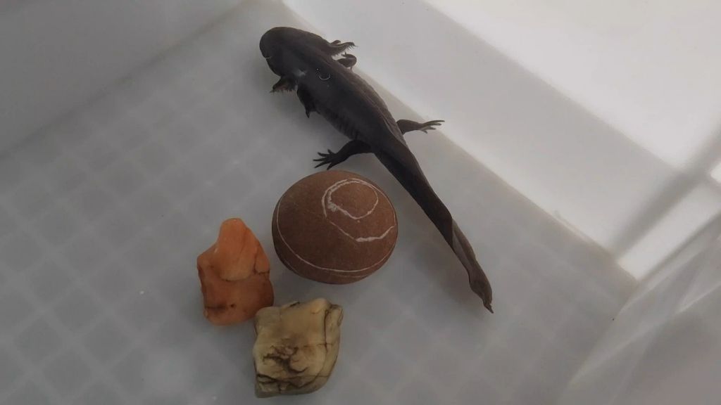 黃粉對蒙眼有效果嗎，黃粉對觀賞魚蒙眼的治療效果