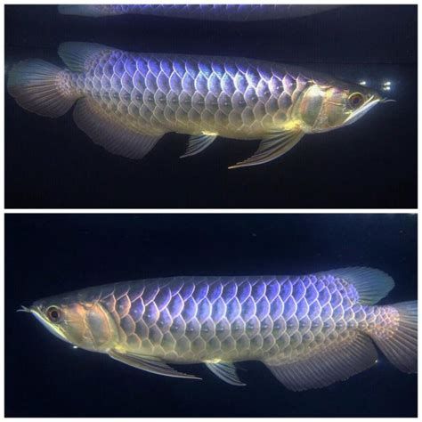 龍魚魚鱗立起來后還能恢復嗎？，龍魚的魚鱗立起來后能否恢復平伏狀態，龍魚鱗片能否恢復