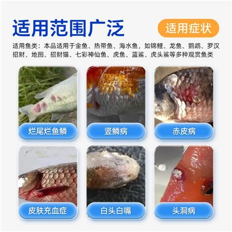 龍魚爛尾是什么原因