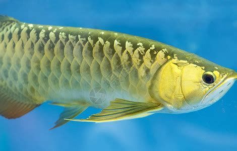 龍魚百科，龍魚百科全書詳解龍魚百科全書詳解龍魚百科詳解