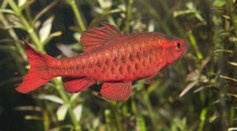 斯巴沃紅龍魚和大湖龍魚