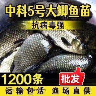 養殖場魚苗批發，養殖場魚苗批發全攻略（約1000字）