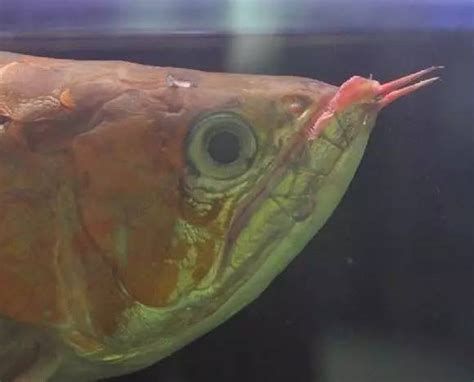 如何判斷龍魚嘴撞豁是否嚴重？，如何判斷龍魚嘴撞豁嚴重