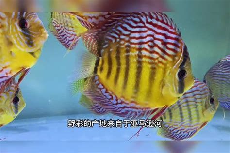 野彩魚，廣州觀賞魚批發市場：野彩魚是觀賞魚界的“奢侈品”