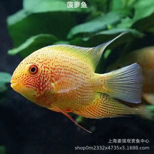 噴點菠蘿魚，噴點菠蘿魚是一種觀賞價值極高但飼養(yǎng)難度大的熱帶魚
