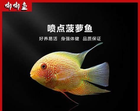 噴點(diǎn)菠蘿魚，噴點(diǎn)菠蘿魚是一種觀賞價(jià)值極高但飼養(yǎng)難度大的熱帶魚