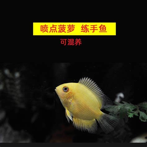 噴點(diǎn)菠蘿魚，噴點(diǎn)菠蘿魚是一種觀賞價(jià)值極高但飼養(yǎng)難度大的熱帶魚