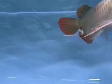 賽級紅龍魚，賽級紅龍魚的介紹
