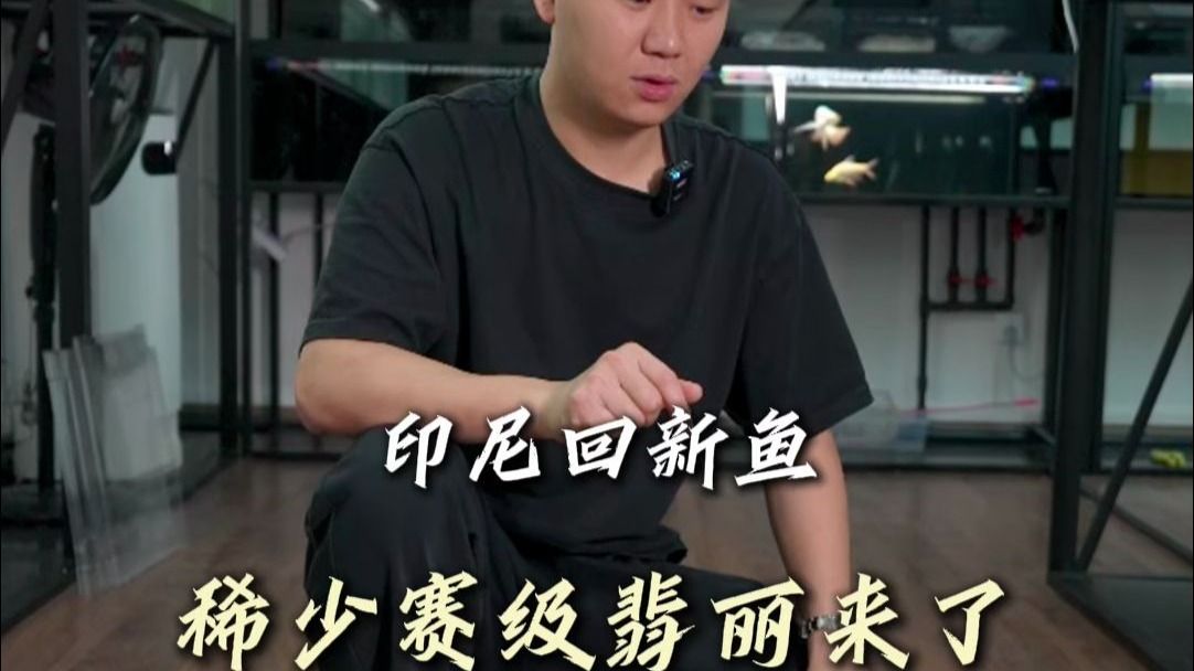 賽級紅龍魚，賽級紅龍魚的介紹