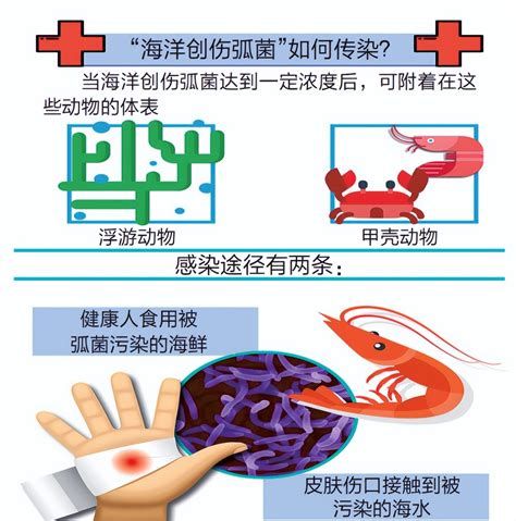 海洋創傷弧菌前期癥狀，海洋創傷弧菌前期癥狀詳解