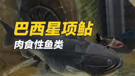 大嘴鯨魚，大嘴鯨魚,大嘴鯨魚（巴西星項鲇）詳解