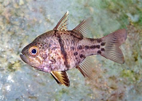 球鯊魚，球形鯊魚（sphaeramiaorbicularis） 球鯊魚，球形鯊魚（sphaeramiaorbicularis） 廣州正大漁場 第2張