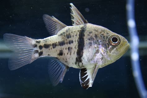 球鯊魚，球形鯊魚（sphaeramiaorbicularis） 球鯊魚，球形鯊魚（sphaeramiaorbicularis） 廣州正大漁場 第3張