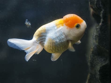 金魚尾鰭上有血絲，金魚尾鰭出現血絲可能是由多種原因造成的，金魚尾鰭充血特寫