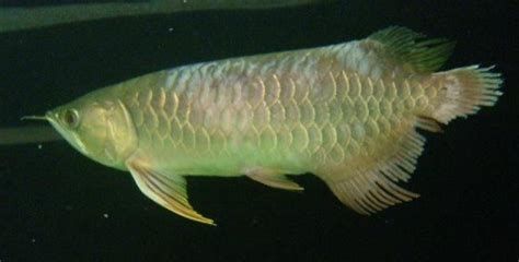 龍魚碰掉鱗后多久會恢復？，龍魚碰掉鱗后多久會恢復，龍魚鱗片恢復過程示意圖