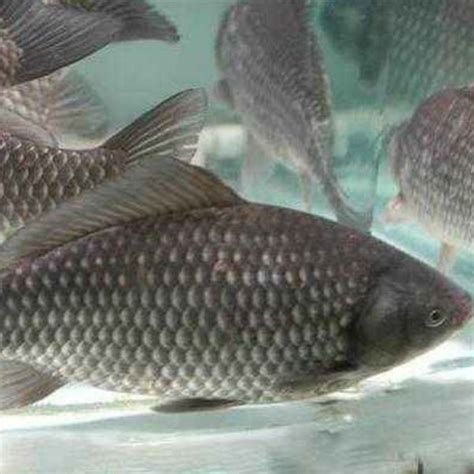 元寶鯽，元寶鯽是一種常見的淡水魚，以其獨特的體型和顏色而聞名
