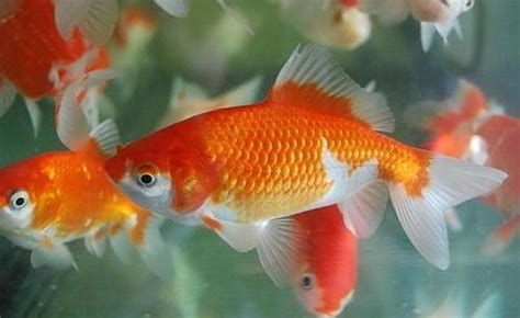 元寶鯽，元寶鯽是一種常見的淡水魚，以其獨特的體型和顏色而聞名 元寶鯽，元寶鯽是一種常見的淡水魚，以其獨特的體型和顏色而聞名 廣州正大漁場 第2張