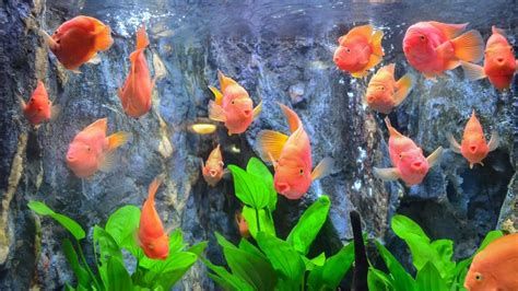 紅龍魚用什么燈照最好？，紅龍魚燈光布局示意圖
