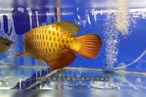 如何判斷金龍魚是否需要開燈？，如何判斷金龍魚是否需要開燈 如何判斷金龍魚是否需要開燈？，如何判斷金龍魚是否需要開燈 斯巴沃紅龍魚 第2張