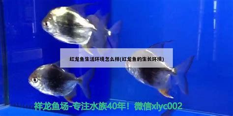 怎么挑選一條好的紅龍魚苗？，如何挑選一條優質的紅龍魚苗