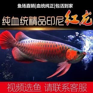 怎么挑選一條好的紅龍魚苗？，如何挑選一條優質的紅龍魚苗