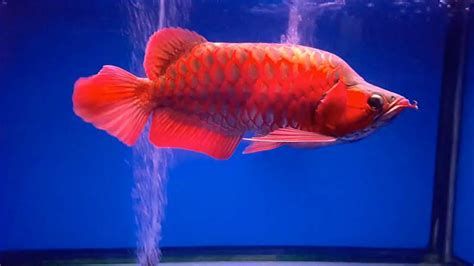 養大湖紅龍魚，水溫、PH值這些水質指標要求是多少？