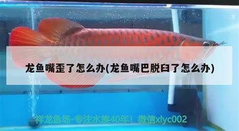 如何判斷龍魚張嘴是否正常？，如何判斷龍魚張嘴是否正常 如何判斷龍魚張嘴是否正常？，如何判斷龍魚張嘴是否正常 斯巴沃紅龍魚 第2張