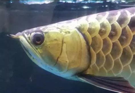 龍魚嘴脫皮后如何恢復正常飲食？，龍魚嘴脫皮后如何恢復正常飲食