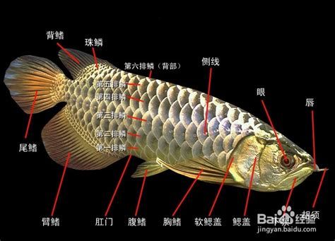 龍魚腹水，龍魚腹水怎么治療