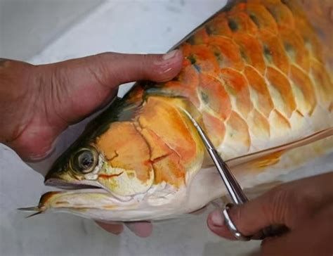 龍魚翻腮多久就硬化了，龍魚翻腮多久就硬化了龍魚翻腮后硬化的時間問題介紹
