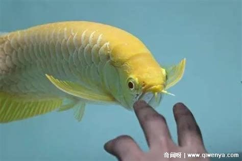 金龍魚與主人互動有哪些征兆？ 金龍魚與主人互動有哪些征兆？ 斯巴沃紅龍魚 第2張