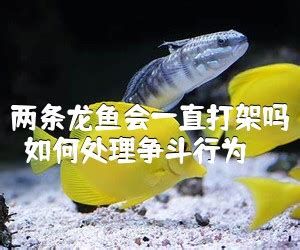 兩條龍魚打架會打死嗎，兩條龍魚打架會致死嗎，