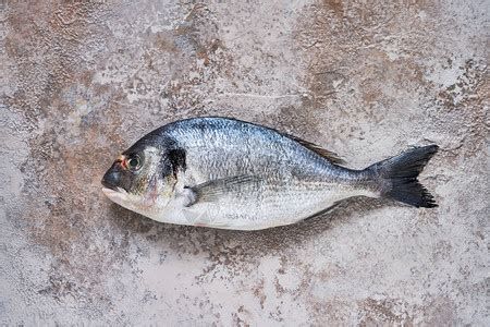 斯巴沃魚，斯巴沃魚（sparusaurata）