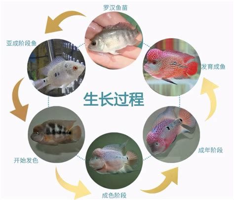 羅漢魚批發，2026年羅漢魚批發市場詳解