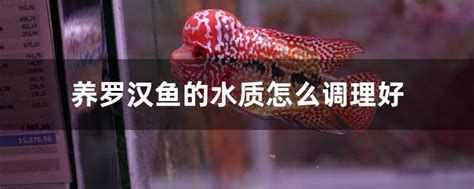 羅漢魚批發，2026年羅漢魚批發市場詳解