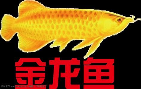 如何判斷金龍魚是否得病，金龍魚得病了怎么辦 如何判斷金龍魚是否得病，金龍魚得病了怎么辦 廣州正大漁場 第4張
