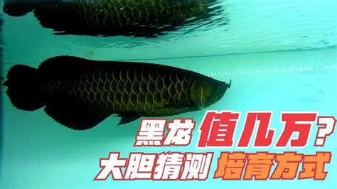 哪些龍魚品種容易褪色？，黑龍魚的顏色可能會逐漸褪色，