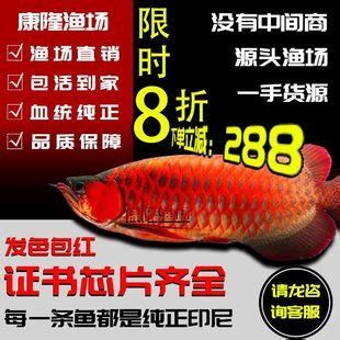 斯巴沃紅龍魚證書，什么是斯巴沃紅龍魚證書