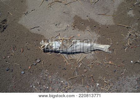 恐龍魚死掉后應(yīng)該如何處理？，恐龍魚死亡后如何處理？