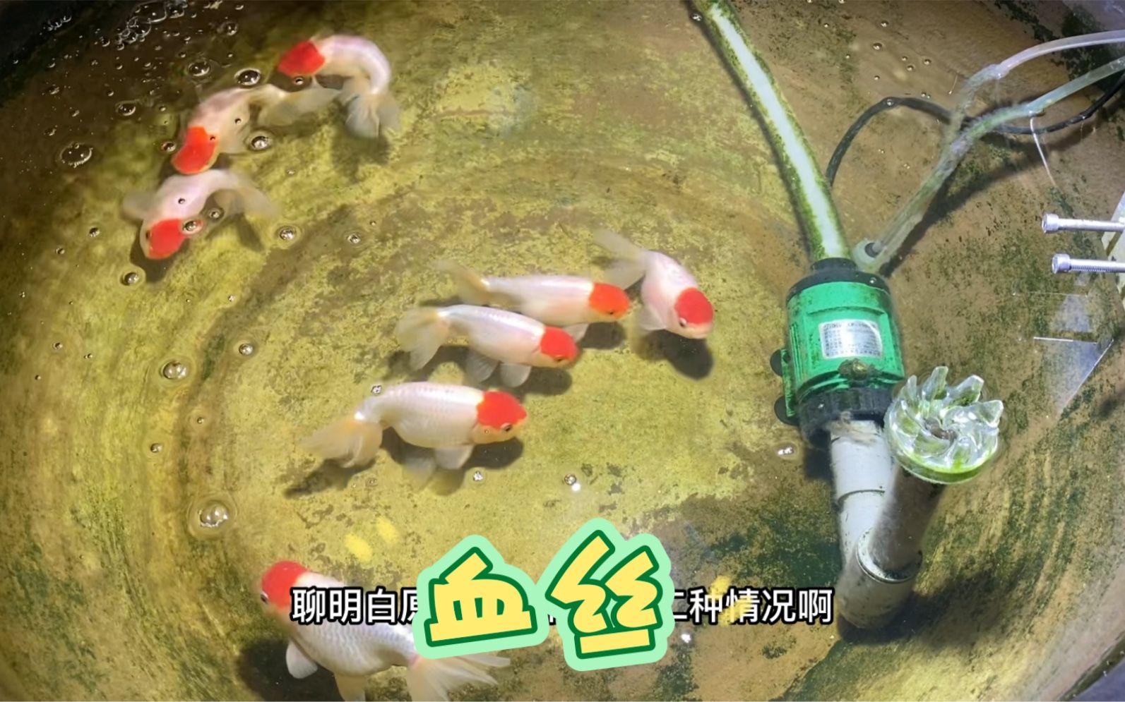 鯉魚尾鰭有血絲，錦鯉尾鰭出現血絲可能是由多種原因引起的，錦鯉尾鰭特寫
