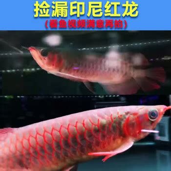 如何辨別龍魚幼苗的健康狀況？，如何辨別龍魚幼苗健康狀況