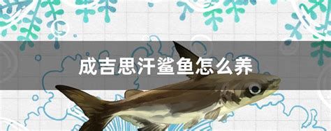 成吉思汗鯊（球鯊）魚，成吉思汗鯊怎么養(yǎng)？