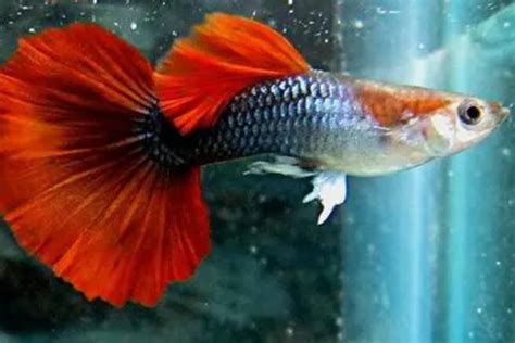 胭脂孔雀龍魚，胭脂孔雀龍魚是一種極具挑戰(zhàn)性的觀賞價(jià)值的淡水魚