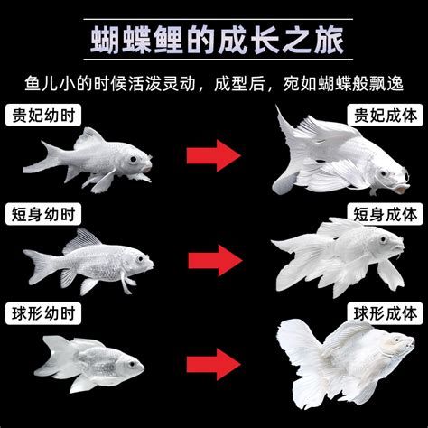 蝴蝶鯉百科，蝴蝶鯉的精美圖片展示：蝴蝶鯉的精美圖片展示