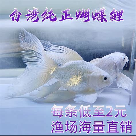 蝴蝶鯉百科，蝴蝶鯉的精美圖片展示：蝴蝶鯉的精美圖片展示